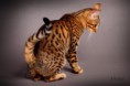 /album/amina/a4-bengal-cat-beauty-cat-faith-amina-jpg/